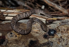 Bothrops atrox