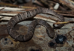 Bothrops atrox