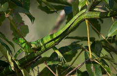 Iguana iguana