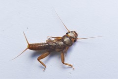 Acroneuriinae