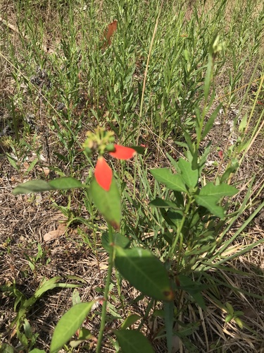 Euphorbia heterophylla image