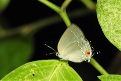 Strephonota tephraeus