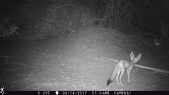 Kit Fox photo 5