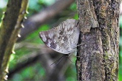 Charaxinae