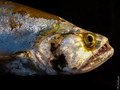 Rhaphiodon vulpinus