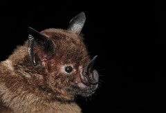Phyllostomus hastatus