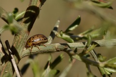 Gonioctena variabilis