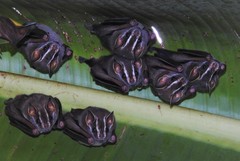 Uroderma bilobatum convexum