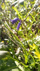 Hyacinthoides non-scripta