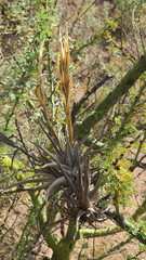 Tillandsia xiphioides
