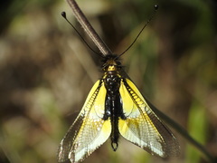 Libelloides baeticus