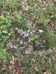 Phlox divaricata divaricata