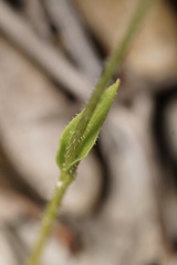 Eriochilus pulchellus