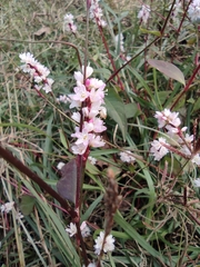 Persicaria jucunda