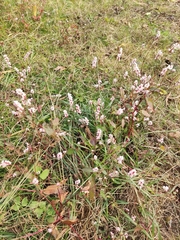 Persicaria jucunda