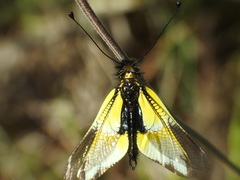 Libelloides baeticus