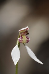 Eriochilus pulchellus