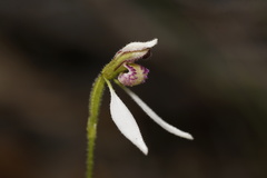Eriochilus pulchellus
