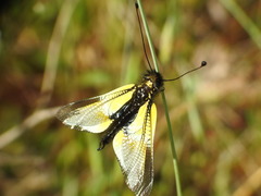Libelloides baeticus