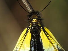 Libelloides baeticus