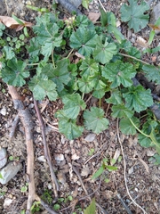 Malva