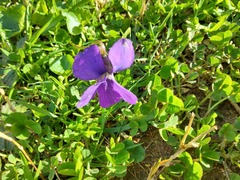 Viola