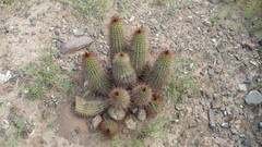 Trichocereus strigosus