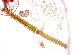 Triploceras verticillatum