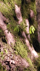 Carpinus betulus