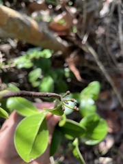 Ottoschulzia rhodoxylon