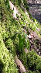 Carpinus betulus