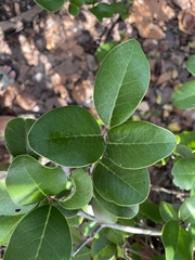 Ottoschulzia rhodoxylon