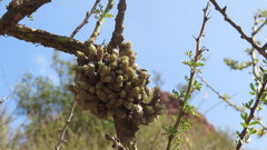 Tillandsia pedicellata