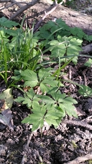 Anemonoides nemorosa