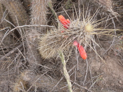 Cleistocactus baumannii