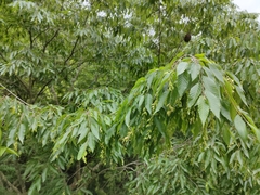 Carpinus kawakamii