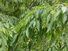 Carpinus kawakamii