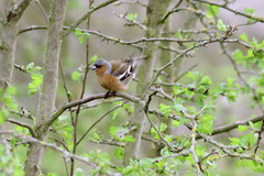 Fringilla coelebs