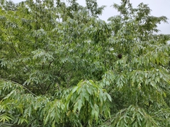 Carpinus kawakamii