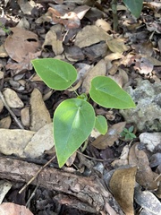 Jatropha hernandiifolia