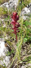 Orobanche foetida