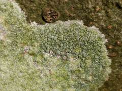 Lecanora argentata