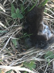 Thanatophilus rugosus