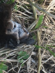 Thanatophilus rugosus