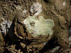 Lecanora argentata