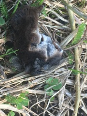 Thanatophilus rugosus