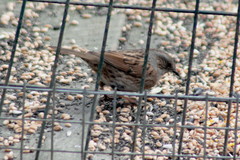 Prunella modularis