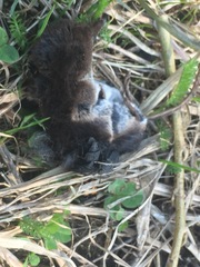 Thanatophilus rugosus