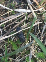 Thanatophilus rugosus