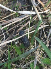 Thanatophilus rugosus